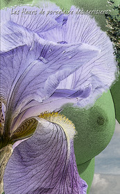 PRINTEMPS PAGE-12.jpg