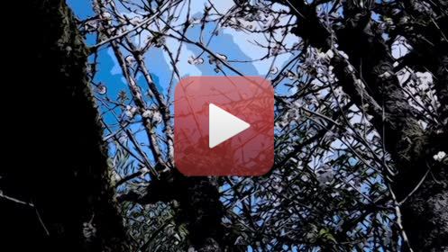 CERISIERréalisation : Claude Jeanmartmusique : Hélène Sage04 - 2020FILMS DES CONFINSPendant la période de confinement (virus Covid -19 ), impossible de continuer les APSARAS et le dessin en aveugle.Envie d’utiliser toutes les ressources autour de moi, dans la maison, dans le jardin, dans les environs immédiats autorisés, en utilisant la vidéo, à défaut d’autres possibilités. Ce seront donc 20  films de 6 minutes avec des musiques composées spécialement, réalisés entre décembre 2019 et juillet 2020. Un seul thème à la fois traité » picturalement » : pas de scénario écrit, pas de croquis, mais l’œil aux aguets, prises de vues au fur et à mesure de l’émergence des idées, montage direct, et retour fréquent à de nouvelles prises de vue. Multiples versions pour parvenir au résultat final, transmis aux musiciens, qui ont travaillé de la même façon. Sur le site impossible de présenter la totalité des films ni chacun dans son entière durée. Ce sont donc à chaque fois, des réductions à 3 minutes environ.A plusieurs reprises je me suis heurté aux limites de la puissance de mes ordinateurs, j’ai donc renoncé à certains effets pour en inventer d’autres.Ce travail a été très enrichissant, et assez euphorisant.